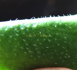  Leaf-Adaxial view